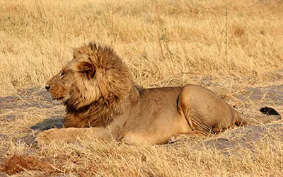 Male lion in open field of dry grass